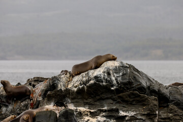 A colony of sea lions on the rocky shores of islands in the Beagle Channel in Tierra Del Fuego,...