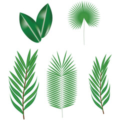 palm leaf set vector illustration isolated on white background. different type of leaves png
