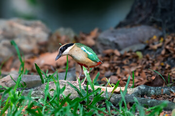 Fairy Pitta (Pitta Nympha) during migrating season