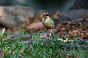 Fairy Pitta (Pitta Nympha) during migrating season