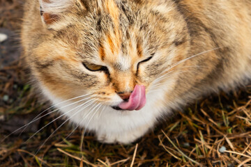 brown beige domestic cat licking face on walk outside. Close-up of cat's face, cat tongue.