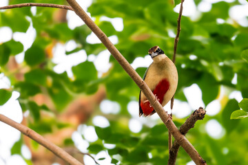 Fairy Pitta (Pitta Nympha) during migrating season