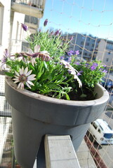 flowers in a pot as a balcony decoration