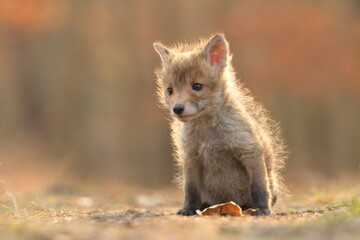 Puppy red fox Vulpes vulpes young cub canine beast forest meadows life animal in countryside beautiful fur and eyes, smart cute darling, hunting vermin, bird hunter, human settlements village Europe