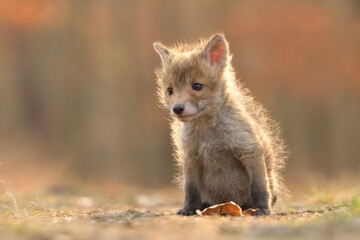Puppy red fox Vulpes vulpes young cub canine beast forest meadows life animal in countryside...