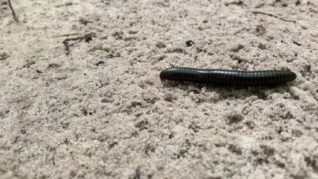 Millipede and centipede walking through nature