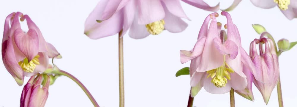 super closeup timelapse of blooming columbine flowers isolated on white background banner