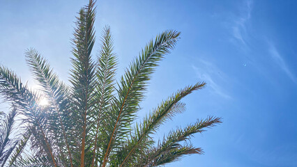 palm tree with a bright blue sky in the background.