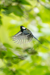 飛び立つシジュウカラ