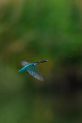 Fototapeta premium カワセミ