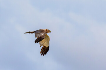 Western marsh harrier (Circus aeruginosus) in flight over Juist, East Frisian Islands, Germany.