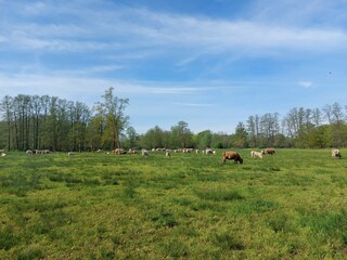 Kühe im Spreewald