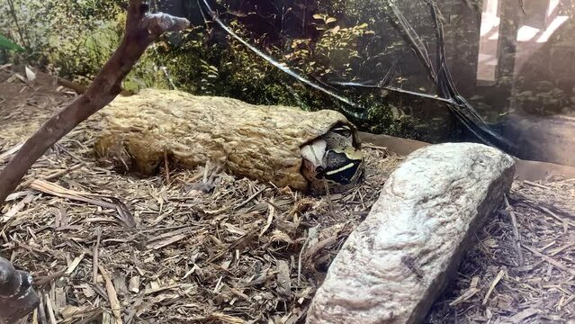 anaconda snake curled up sleeping inside the aquarium at the zoo