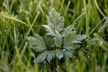 Close-up of frosted plants in the morning