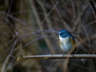 森の中で枯れ木に留まっているルリビタキの雄