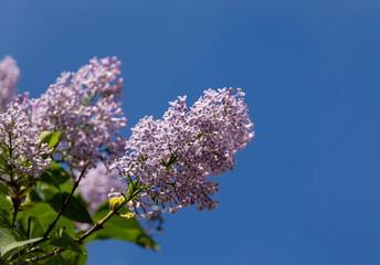Pink lilac flowers against a blue sky