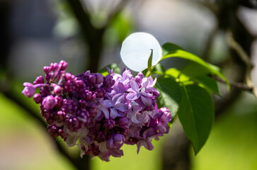 Lilac flowers in close-up on an April day