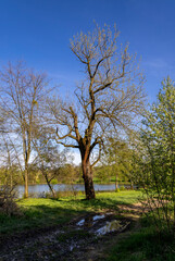 A single spring tree by the pond