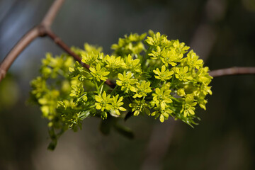 Green maple flowers in close-up