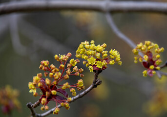 Green maple flowers in close-up