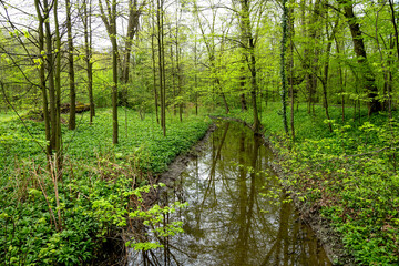 A view of the stream flowing among the greenery