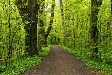 Obraz premium A path through a green dense park