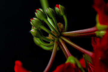 New buds of red geranium starting to bloom, dark background
