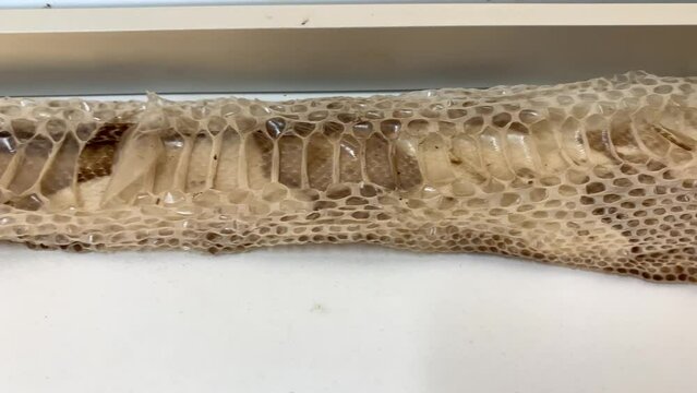 Snake skin after molting or ecdysis