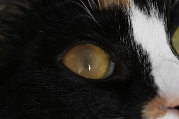 Cute cat with corneal opacity in eye, closeup