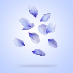 Spring flower petals in air on light blue background. Cherry blossoms
