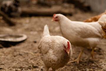 chickens walk in a pen in the village