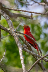 summer tanager on a branch