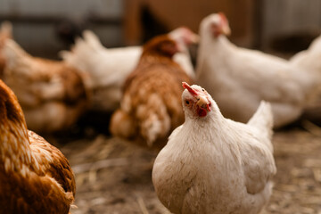 chickens walk in a pen in the village