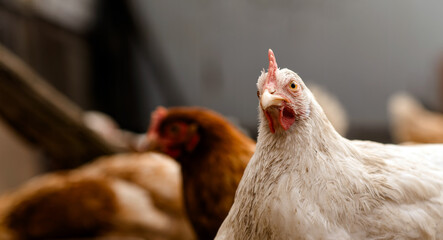 chickens walk in a pen in the village