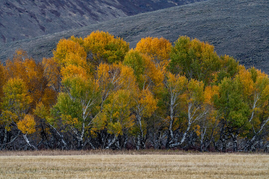 USA, Idaho, Bellevue, Trees and field in Fall season near Sun Valley