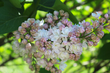 lilac flowers in the gardenspring flowers, soft pink lilac flowers close-up on blurred natural green background, 