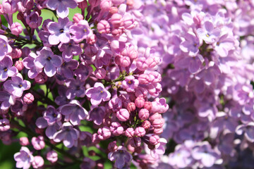 spring flowers, purple lilac flowers close-up, floral background