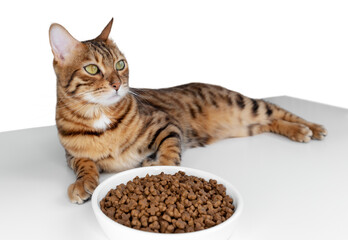 Cute Bengal cat near a bowl with dry food on a transparent background.