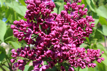 spring flowers, purple lilac flowers close-up, floral background