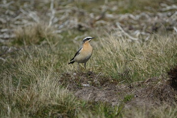 male northern wheatear (Oenanthe oenanthe) UK uplands during breeding season