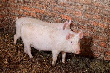 two cute pink clean piglets in a barn on a farm. pig breeding, farm animals