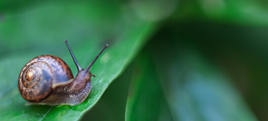 Banner with snail in beautiful spiral shell on green leaf. copy space, for text, template, layout, mockup.