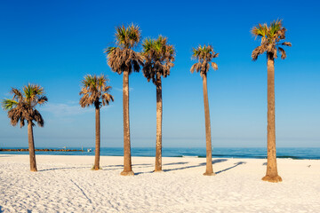 Palm trees in Clearwater beach with beautiful white sand in Florida ,USA