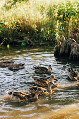 ducks in a creek