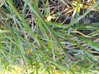 Natur, Green, Grass, Summer