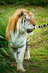 golden tiger in the zoo