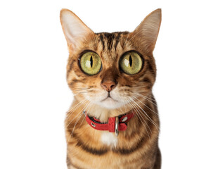 Funny cat with bulging big eyes on a transparent background.