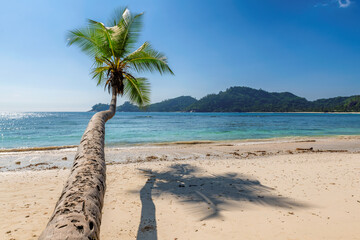 Coconut palm tree above the wild beach in tropical island. 