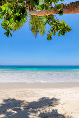Tropical beach background. Sunny beach with palms and turquoise sea.