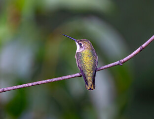 close up on ruby throated hummingbird standing on tree branch